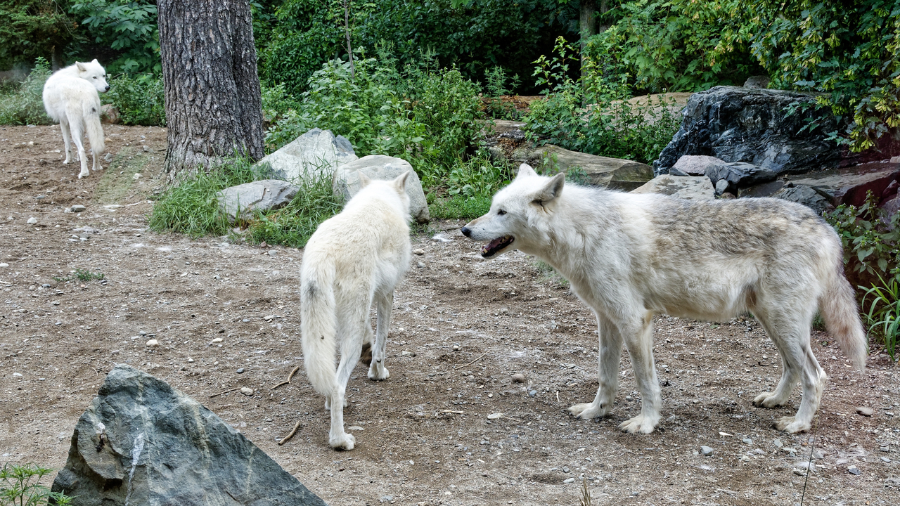 20190807-120503•International Wolf Center•Ely•Minnesota•USA